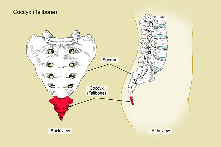 The coccyx is actually a humans tail that has shortened over evolution to millimetres in size